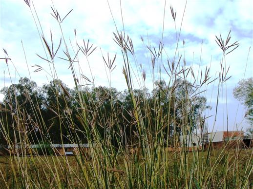 Dichanthium annulatum